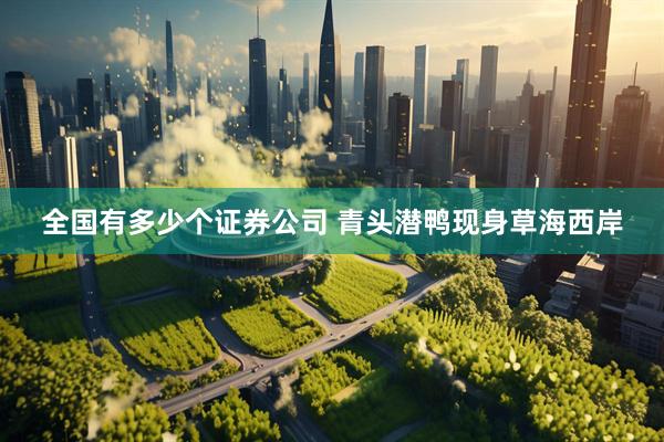 全国有多少个证券公司 青头潜鸭现身草海西岸