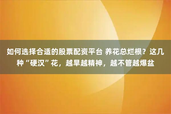 如何选择合适的股票配资平台 养花总烂根？这几种“硬汉”花，越旱越精神，越不管越爆盆