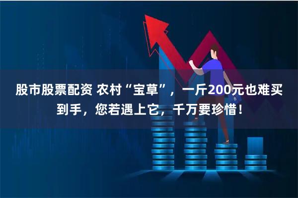 股市股票配资 农村“宝草”，一斤200元也难买到手，您若遇上它，千万要珍惜！