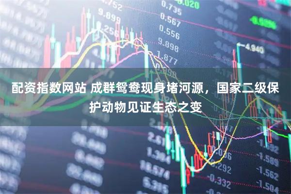 配资指数网站 成群鸳鸯现身堵河源，国家二级保护动物见证生态之变