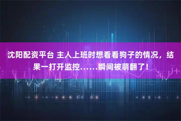 沈阳配资平台 主人上班时想看看狗子的情况，结果一打开监控……瞬间被萌翻了！
